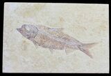 Detailed, Knightia Fossil Fish - Wyoming #57154-1